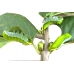 Rothschildia equatoralis eggs